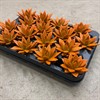 ECHEVERIA 6 CM RAINBOW ORANGE 1X16